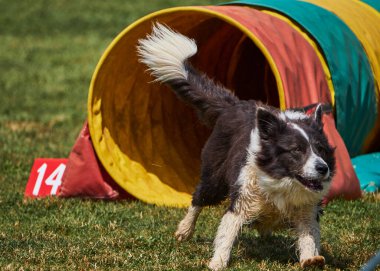 Etkin köpekler için çeviklik sporu.