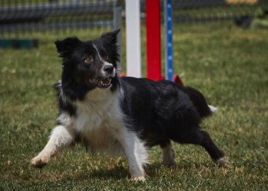 Etkin köpekler için çeviklik sporu.