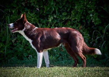 Etkin köpekler için çeviklik sporu.