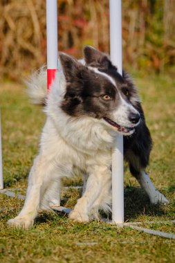 Etkin köpekler için çeviklik sporu.