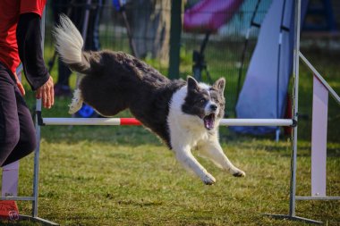 Etkin köpekler için çeviklik sporu.