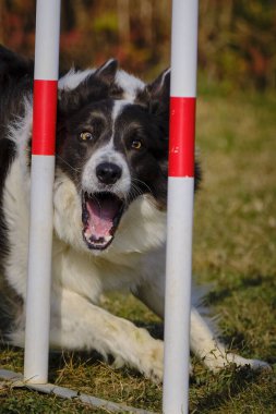 Etkin köpekler için çeviklik sporu.