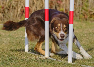 Etkin köpekler için çeviklik sporu.