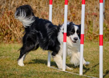 Etkin köpekler için çeviklik sporu.