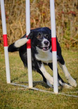 Etkin köpekler için çeviklik sporu.