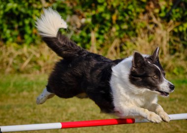 Etkin köpekler için çeviklik sporu.