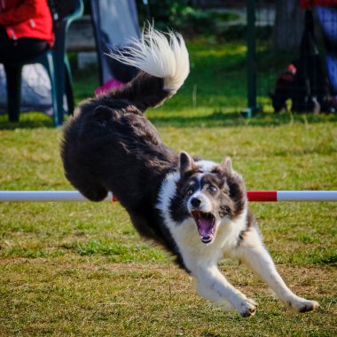 Etkin köpekler için çeviklik sporu.