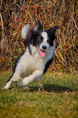 Etkin köpekler için çeviklik sporu.