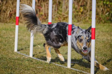 Etkin köpekler için çeviklik sporu.