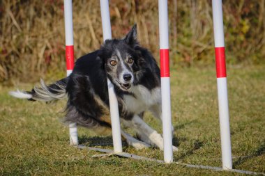 Etkin köpekler için çeviklik sporu.