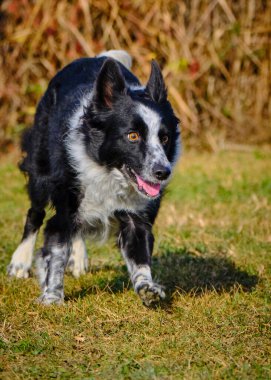 Etkin köpekler için çeviklik sporu.