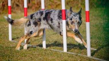 Etkin köpekler için çeviklik sporu.