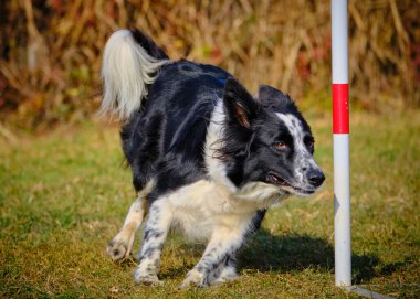 Etkin köpekler için çeviklik sporu.