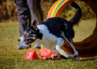 Etkin köpekler için çeviklik sporu.