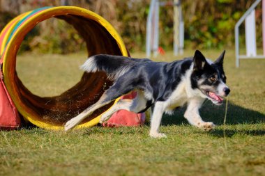 Etkin köpekler için çeviklik sporu.