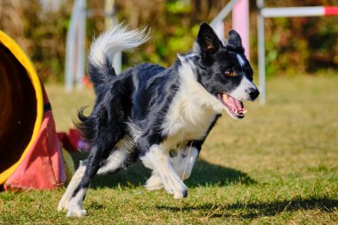 Etkin köpekler için çeviklik sporu.