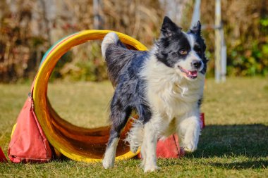 Etkin köpekler için çeviklik sporu.