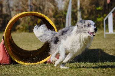 Etkin köpekler için çeviklik sporu.
