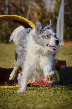 Etkin köpekler için çeviklik sporu.