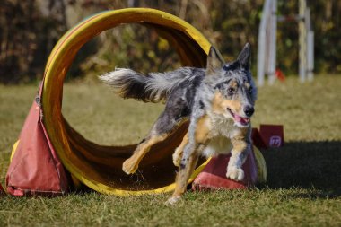 Etkin köpekler için çeviklik sporu.