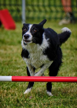 Etkin köpekler için çeviklik sporu.