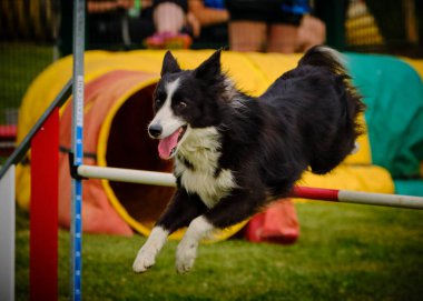 Etkin köpekler için çeviklik sporu.