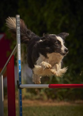 Etkin köpekler için çeviklik sporu.
