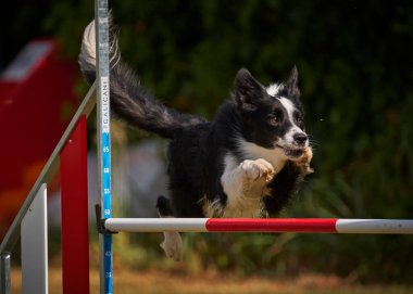 Etkin köpekler için çeviklik sporu.