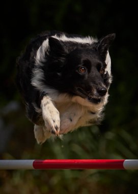 Etkin köpekler için çeviklik sporu.