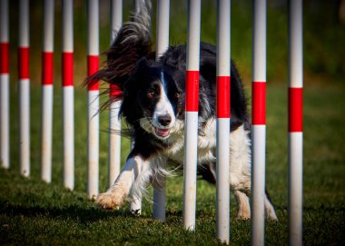 Etkin köpekler için çeviklik sporu.