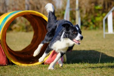 Etkin köpekler için çeviklik sporu.