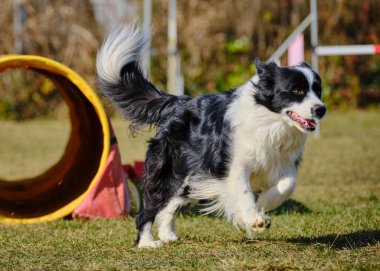 Etkin köpekler için çeviklik sporu.