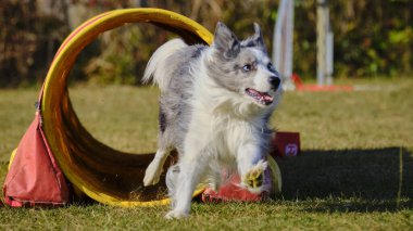 Etkin köpekler için çeviklik sporu.
