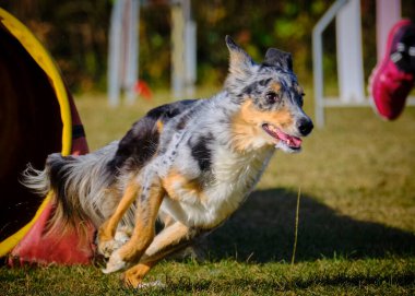 Etkin köpekler için çeviklik sporu.