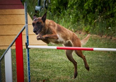 Etkin köpekler için çeviklik sporu.
