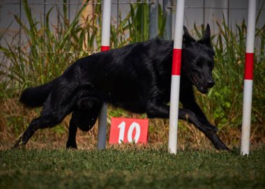 Etkin köpekler için çeviklik sporu.