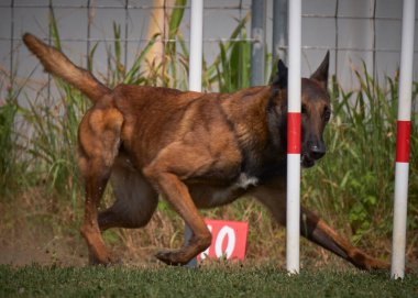 Etkin köpekler için çeviklik sporu.