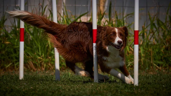 Etkin köpekler için çeviklik sporu.