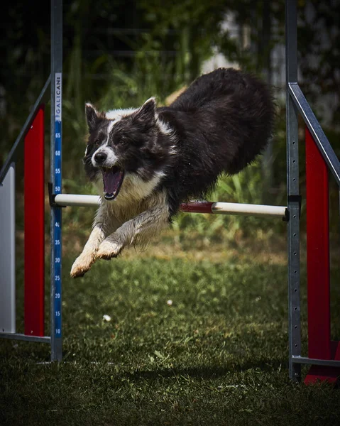 Agilidad Deportiva Para Perros Activos —  Fotos de Stock