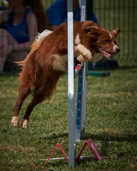 Desporto Agilidade Para Cães Ativos — Fotografia de Stock