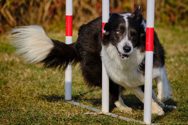 Olahraga Ketangkasan Untuk Anjing Aktif — Stok Foto