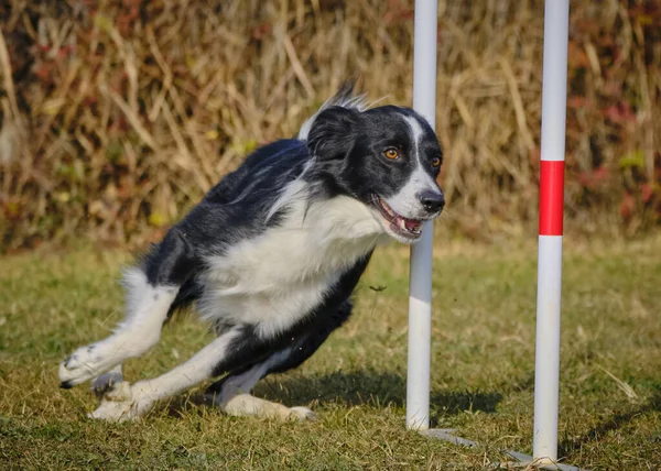 Agility Sport Voor Actieve Honden — Stockfoto