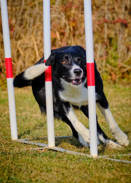 Agilidad Deportiva Para Perros Activos —  Fotos de Stock