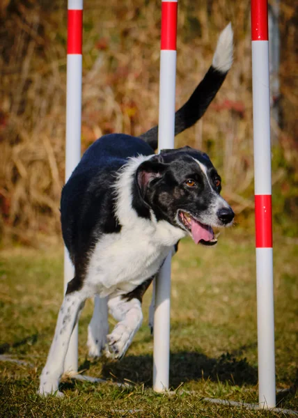 Etkin köpekler için çeviklik sporu.