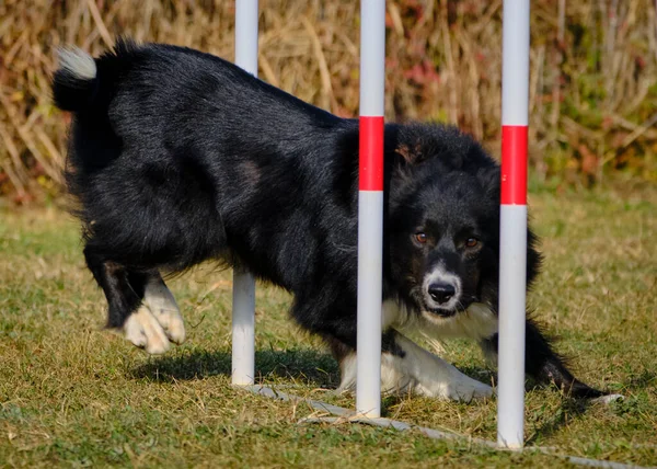 stock image Agility sport for active dogs.