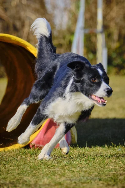 Agility Sport Für Aktive Hunde — Stockfoto