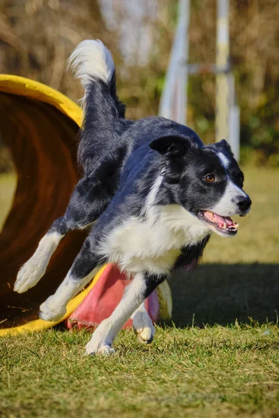 Etkin köpekler için çeviklik sporu.