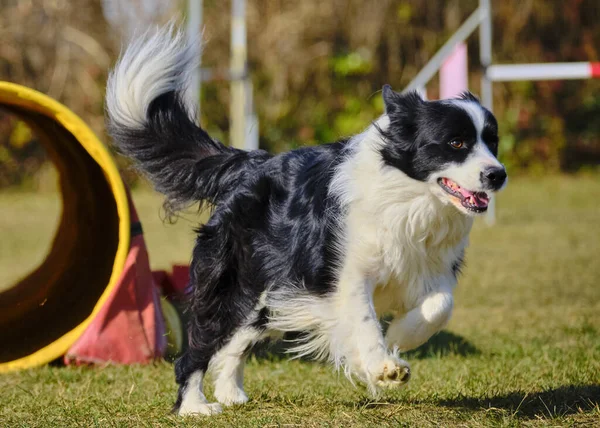 Etkin köpekler için çeviklik sporu.