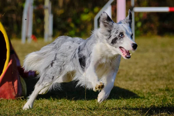 Etkin köpekler için çeviklik sporu.