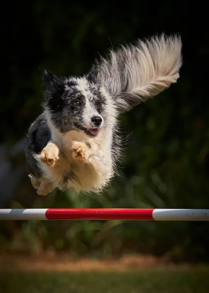 Agility Sport För Aktiva Hundar — Stockfoto